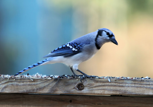 Bluey jay wallpaper,blue jay images,blue jay photo,blue jay images,beautiful blue jay,cute blue jay,the blue jays,blue jay birds,  the toronto blue jays,toronto blue jays,blue jays,blue jay bird,flying blue jay,