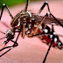 Pernambuco registra aumento de casos de dengue nos primeiros quatro meses do ano