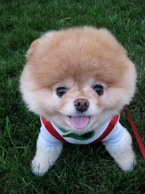 Meet Boo the Cutest Pomeranian Dog Seen On  www.coolpicturegallery.us