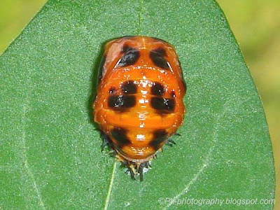 Ladybug Pupa Picture