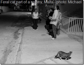 Feral cat colony Malta and Richard the rescuer