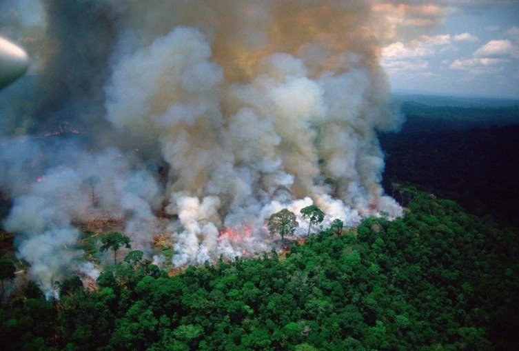غابات الامازون بين انقاذ البشر وانقاذهم لها