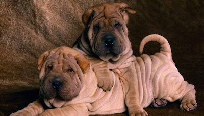 cute Shar Pei puppies