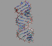 Structura ARN