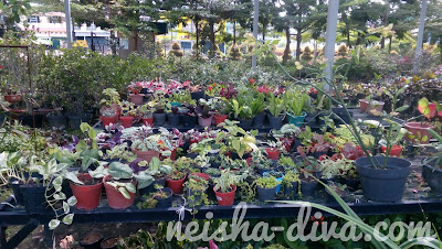  Batam tak terlalu sulit menemukan nursery alias tempat menjual bunga Jalan-jalan ke Vitka Gardenia Batam Centre, Bisa Ngadem Sambil Belanja Bunga 
