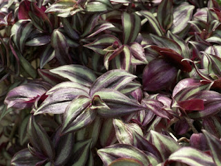 Tradescantia zebrina