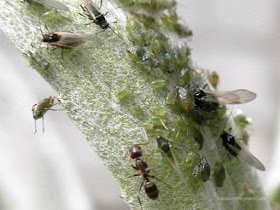 Hormigas, y pulgones en diferentes fases