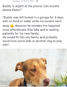 Buddy was locked in a garage for four days while his owners went on holiday