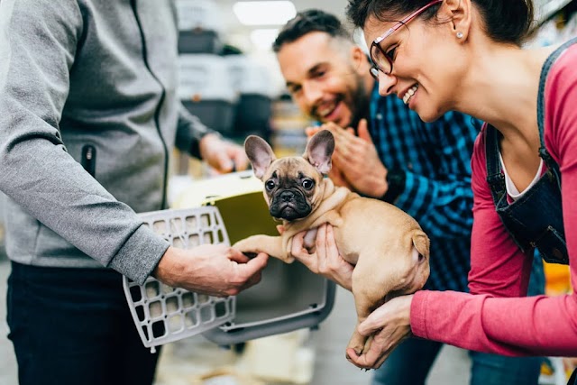 Viajando com seu animal de estimação: um guia para uma viagem segura e agradável