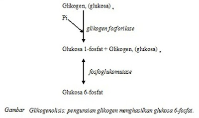 Proses perubahan glikogen menjadi glukosa