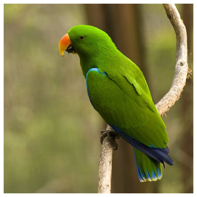 Green Parrot Bird