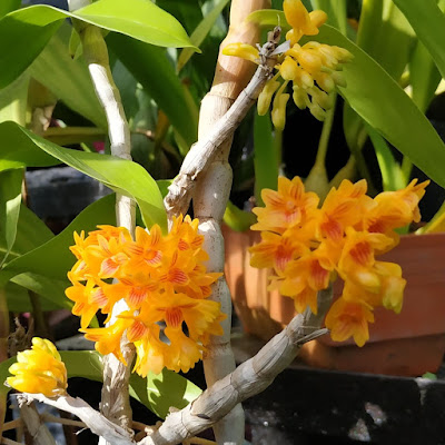 Дендробиум Буллена (Dendrobium bullenianum)