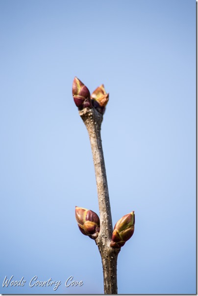 MARCH 2017 (15 of 38)