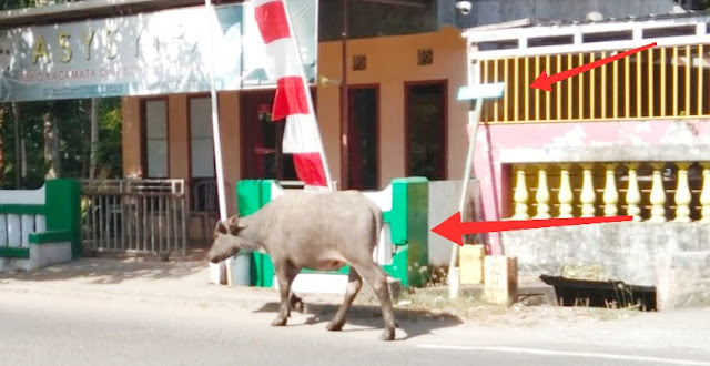 Ternak Kembali Banyak, Berkeliaran Di Jalan Umum, Berbahaya Bagi Pengendara