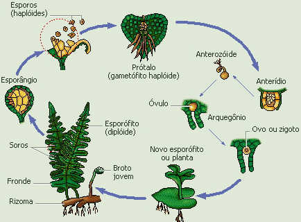 CICLO DE VIDA DA GIMNOSPERMA