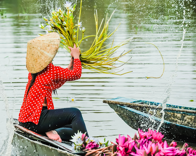 The blossom season of Water Lily Flower in Vietnam