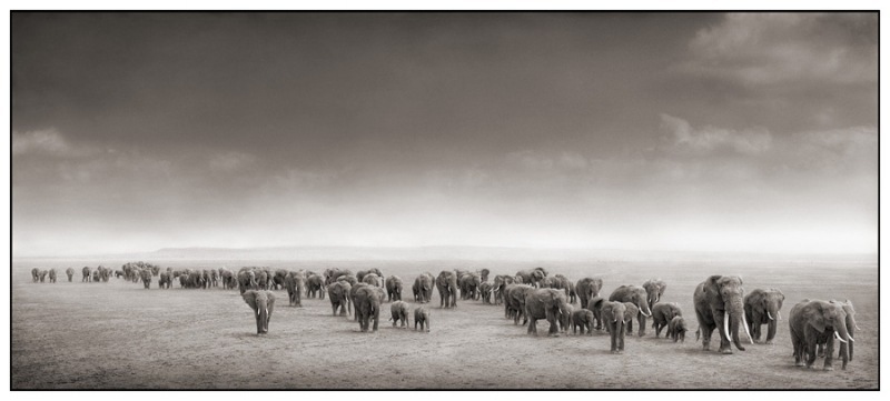 Elephant_Exodus