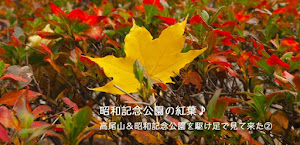 リベンジ！昭和記念公園の紅葉！