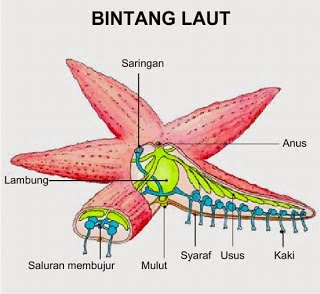 Ciri ciri dan Klasifikasi Filum Echinodermata  Pusat Biologi