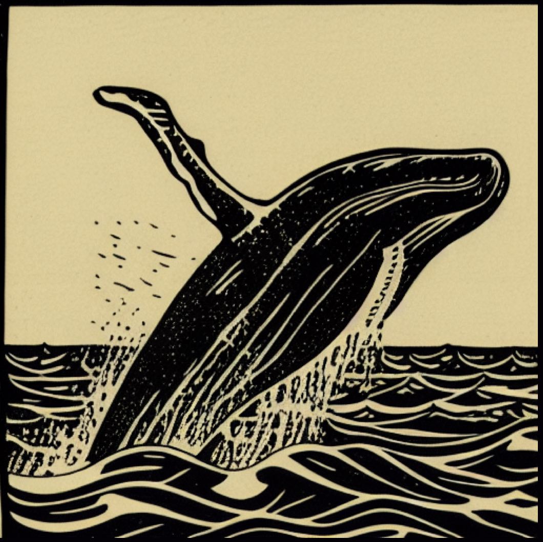 Moby Dick (whale) - Wikipedia