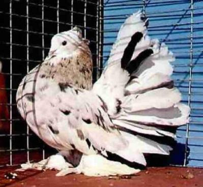 white fantail pigeons