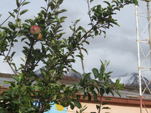 Schnee-Äpfel im Pfarrgarten