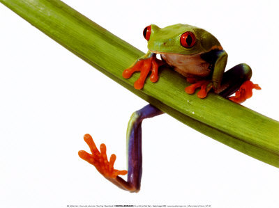 Tree Frog