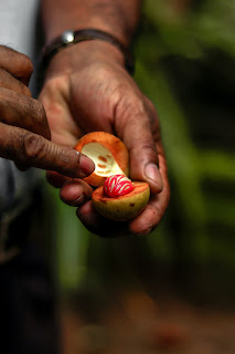 Banda Neira Nutmeg