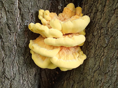 grzyby 2017, grzyby w maju, Laetiporus sulphureus żółciak siarkowy