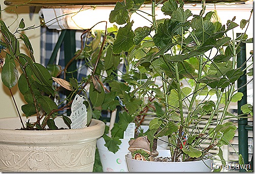 Mandevilla_Overwinter