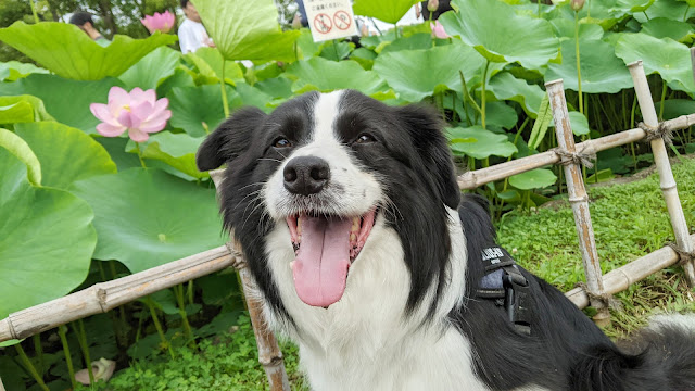 保護犬 ボーダーコリー トーマ 千葉公園 大賀ハス