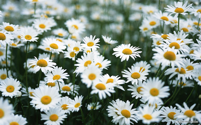 Daisy Flower HD Wallpapers Free Download