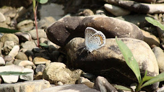 Plebejus argus male DSC07607