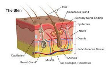 Anatomy of Skin