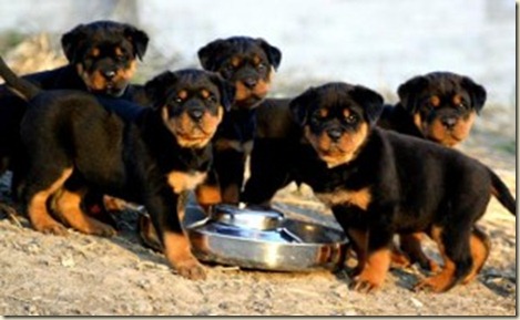 ROTTWEILER-300x184