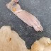 Foodstuffs thu hồi bánh mì tỏi sau khi phát hiện chân chuột bên trong