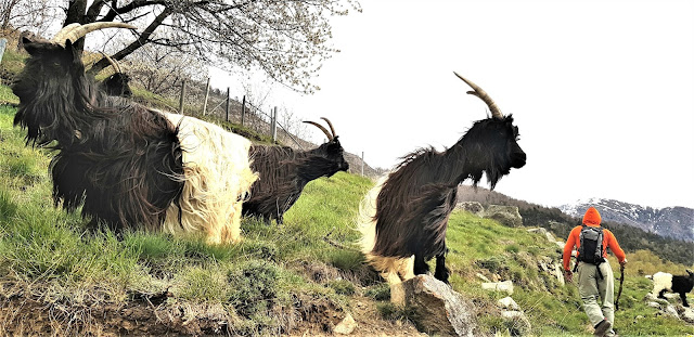 Only in the Wallis, the "Walliser black-neck goats"