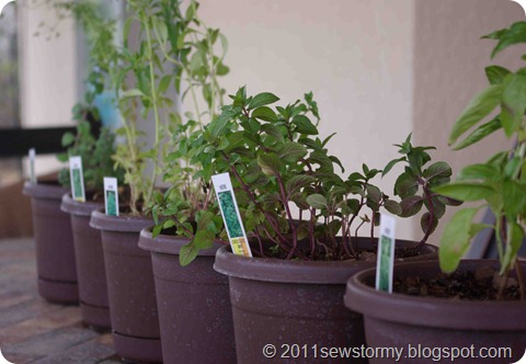 Herb Plants