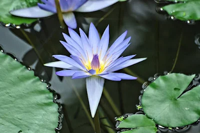 flor-da-Nymphaea-caerulea-o-lotus-azul-sagrado-do-Egito