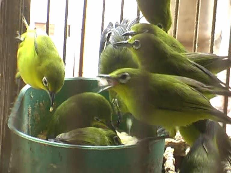 Berbagai Macam  Gambar Burung  Kicau