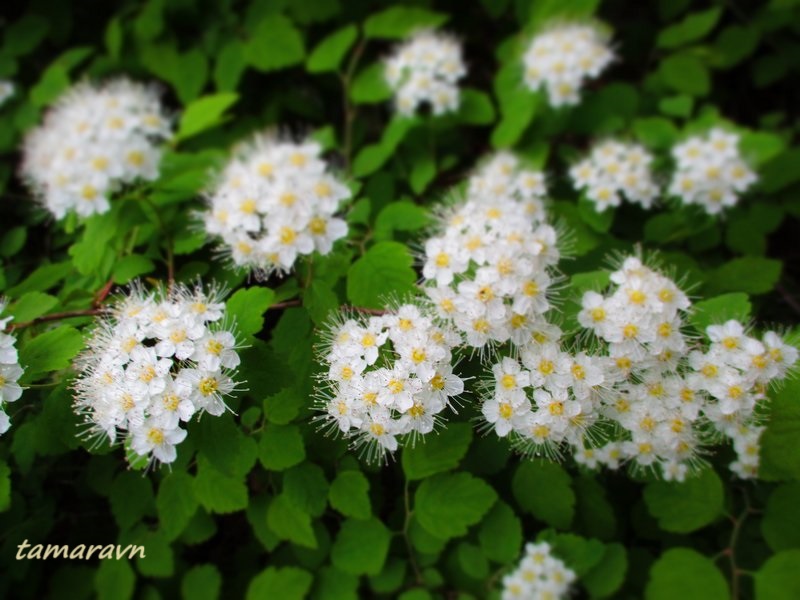 Спирея уссурийская / Таволга уссурийская (Spiraea ussuriensis)