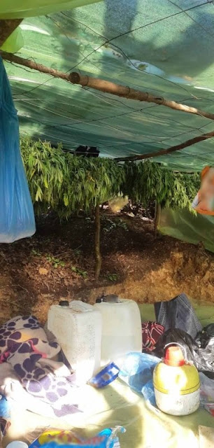 Albanian-Greek cannabis plantation gang broken, they potentially lost 1.8m euros