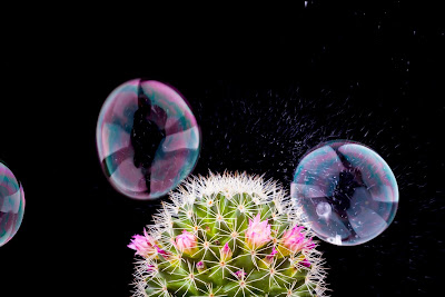 Pics of People inside bubbles about to burst on a flowering cactus