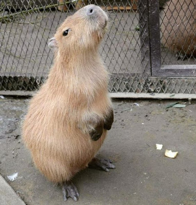 Capybara