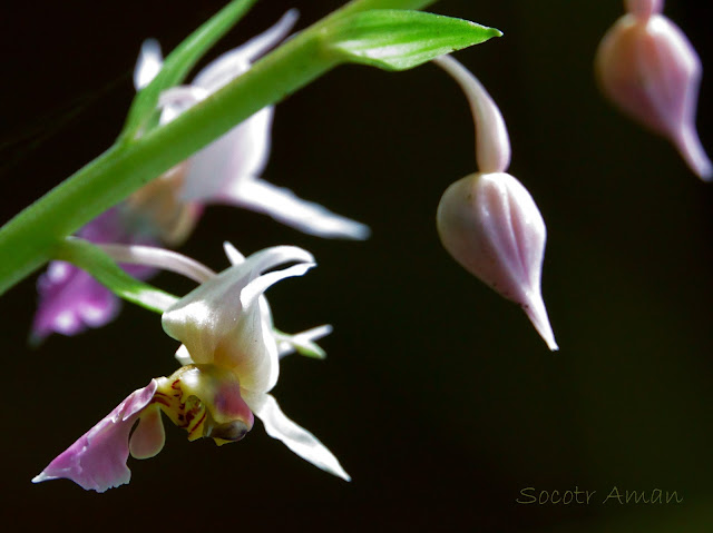 Calanthe puberula