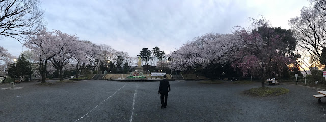 Japan cherry blossoms