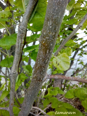 Липа маньчжурская (Tilia mandshurica)