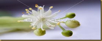 imagesCAJTW63P