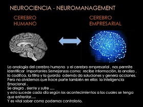 ANALOGIA DEL CEREBRO HUMANO Y EL CEREBRO EMPRESARIAL - NeuroManagement.