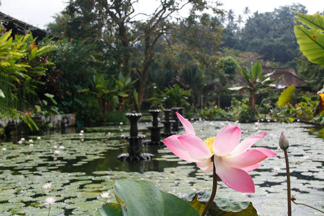 Jardín acuático en el templo del agua, Bali.